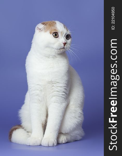 Red-white scottish fold cat