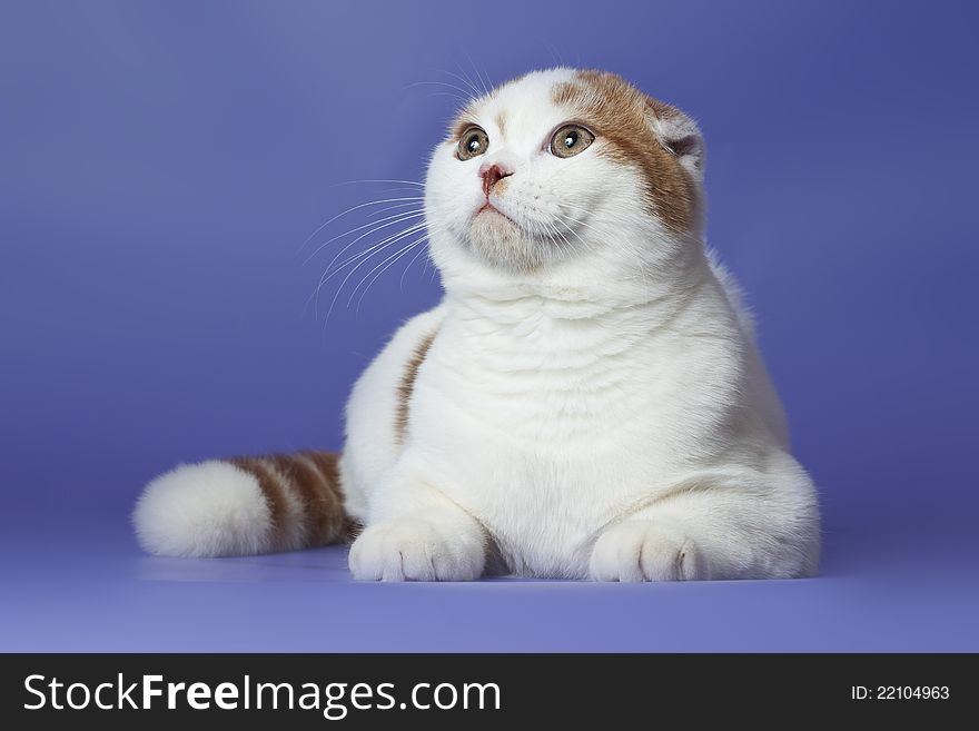 Red-white scottish fold cat