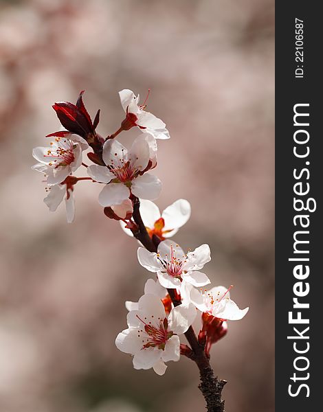 Cherry blossoms closeup, shallow DOF.