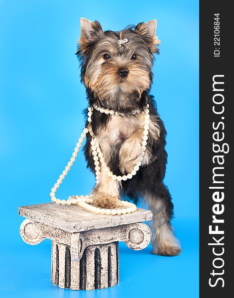 Breed Yorkshire Terrier with pearl beads