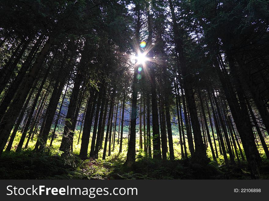 Rays of sunlight gleaming through the trees on a warm summers morning in the mountains of Eastern Europe. Rays of sunlight gleaming through the trees on a warm summers morning in the mountains of Eastern Europe.