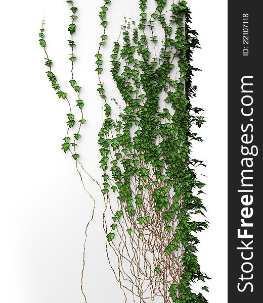 3d blank white ivy vintage wall. 3d blank white ivy vintage wall