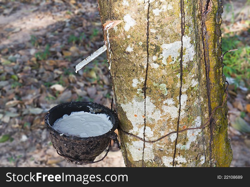 Tapping latex from the rubber tree