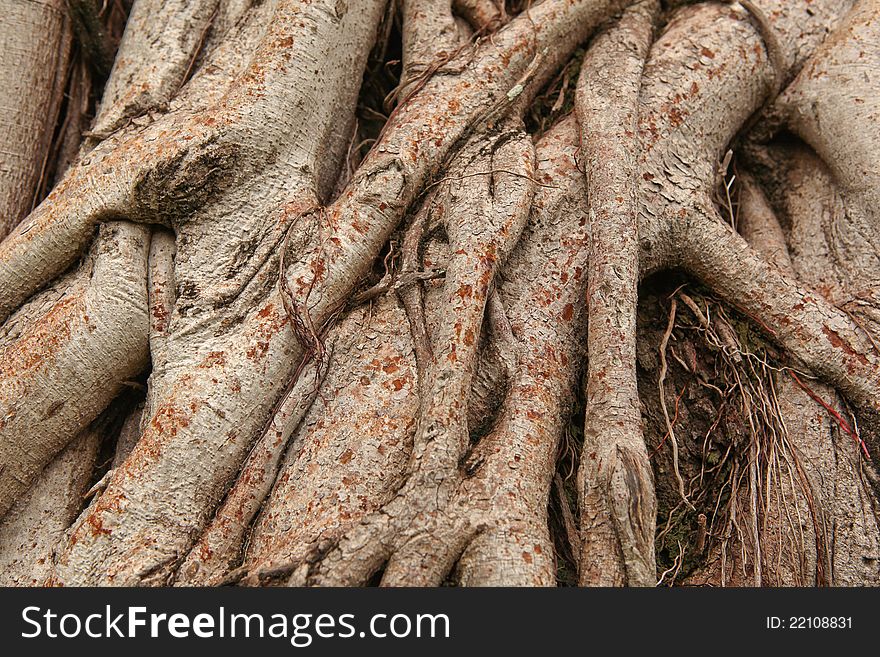 Root tree for background, southern in Thailand