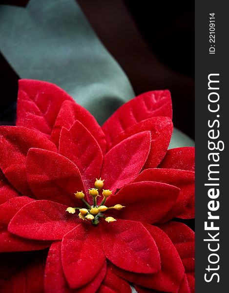 Red Poinsettia flower with green ribbon for Christmas. Red Poinsettia flower with green ribbon for Christmas