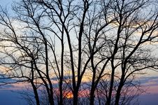 Tree Silhouette At Sunset. Royalty Free Stock Image Tree Silhouette At Sunset. Royalty Free Stock Image