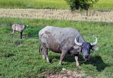 Buffalo Royalty Free Stock Image