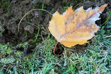 Frosty Yellow Leaf Royalty Free Stock Photography Frosty Yellow Leaf Royalty Free Stock Photography
