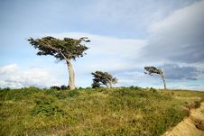 Tree Against The Wind Royalty Free Stock Photo Tree Against The Wind Royalty Free Stock Photo