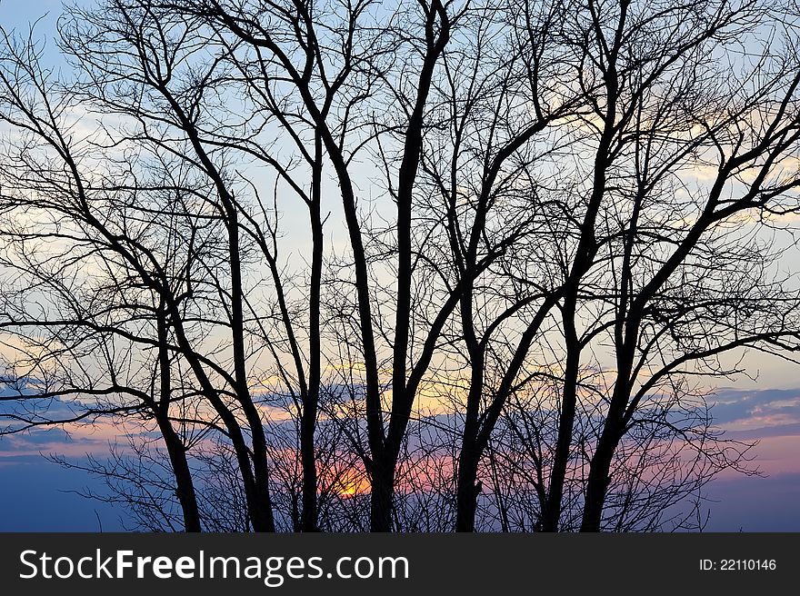 Tree silhouette at sunset.