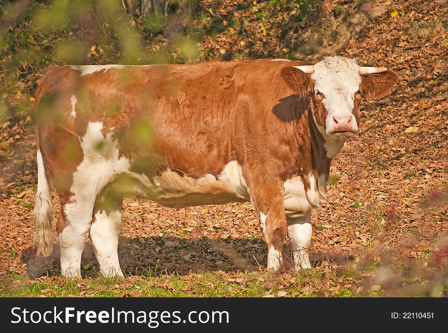Closeup of a cow in autumnal colors
