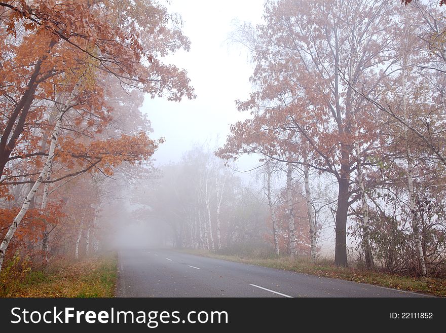 Forest road in a foggy autumn day.