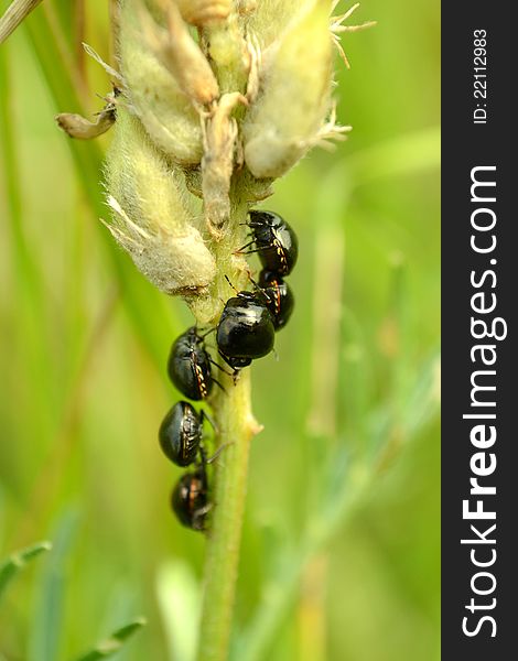 Many beetles are on a stem green background