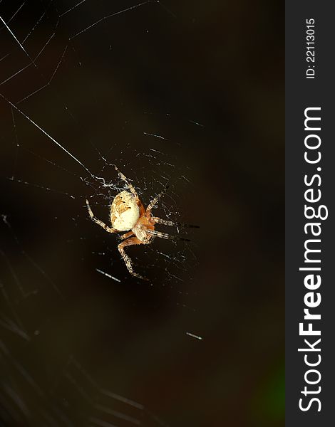 Small spider web brown background