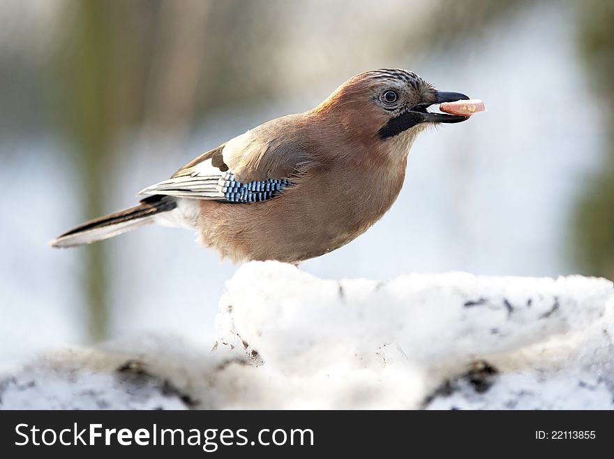 Jay with sausage in beak on snow close up