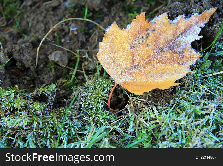 Frosty yellow leaf with brown earth in the background