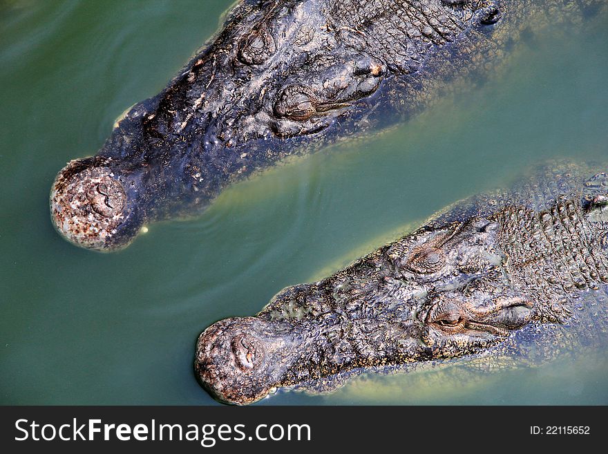 Two Saltwater Crocodile floating around, in Thailand