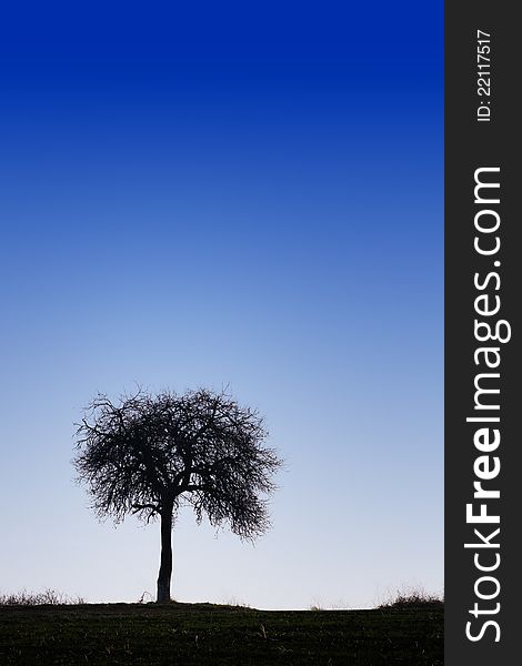 Lonely tree silhouette