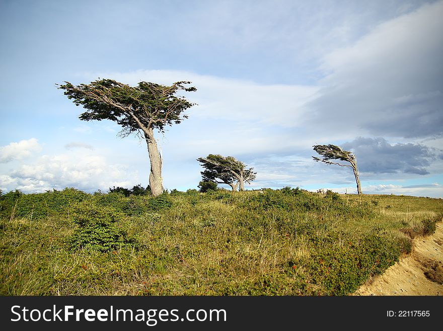 Single tree struggling against the force of powerful wind in Patagonia. Single tree struggling against the force of powerful wind in Patagonia