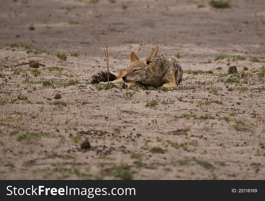 Black-backed Jackal (Canis mesomelas) sleeping as it awaits its turn on the kill of a larger predator. Black-backed Jackal (Canis mesomelas) sleeping as it awaits its turn on the kill of a larger predator.