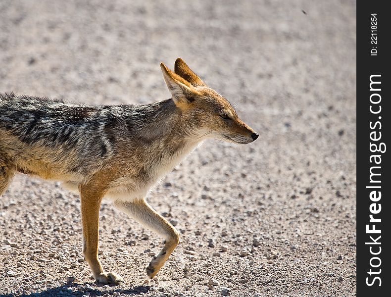 Black-backed Jackal (Canis mesomelas) on the hunt for small game or to scavenge another's kill. Black-backed Jackal (Canis mesomelas) on the hunt for small game or to scavenge another's kill