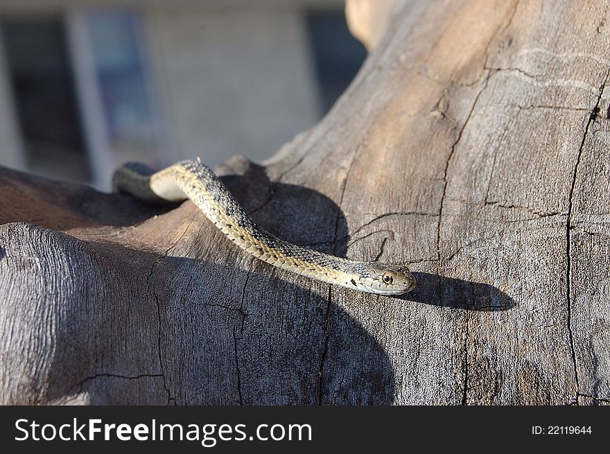 Garter snake slithering through the tree looking on. Garter snake slithering through the tree looking on