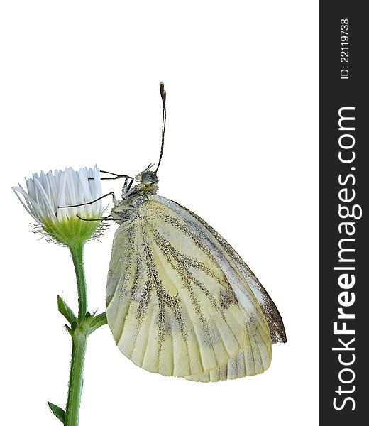 Green-veined White isolated on white.