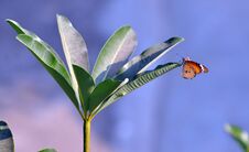 Butterfly Stock Image Butterfly Stock Image