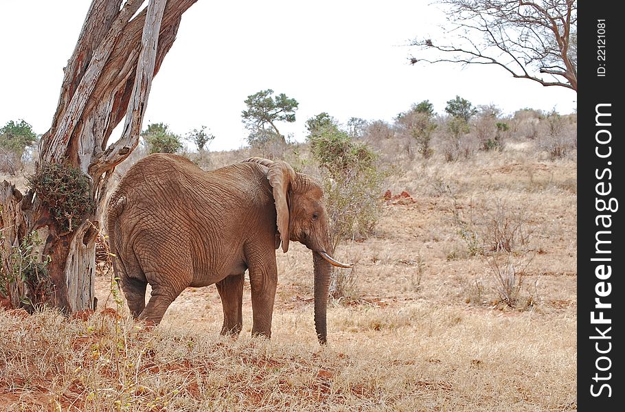 African Elephant Sheltering under Tree