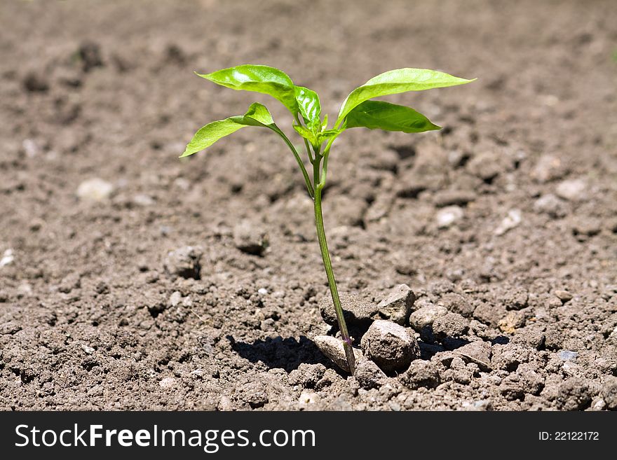 Young capsicum plant closeup in the soil.