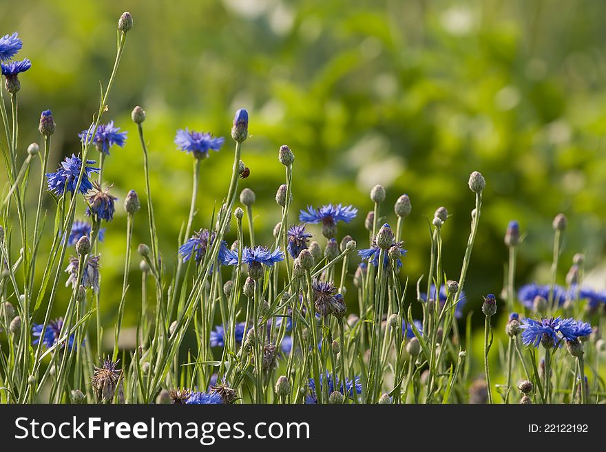 Cornflower In Meadow