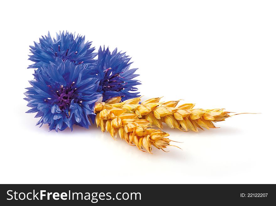 Cornflowers and ears isolated on white background.
