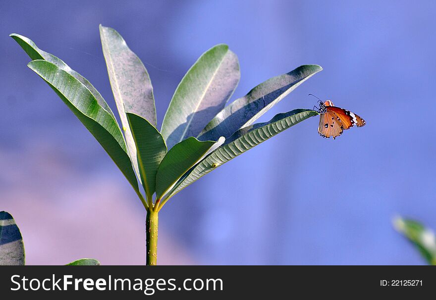 Butterfly (rice paper, paper kite , wood nymph, Idea leuconoe) on a plant