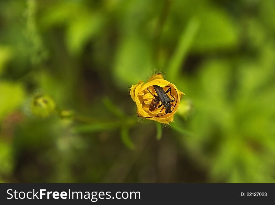 Mountain flower with Spanish flies. Mountain flower with Spanish flies.