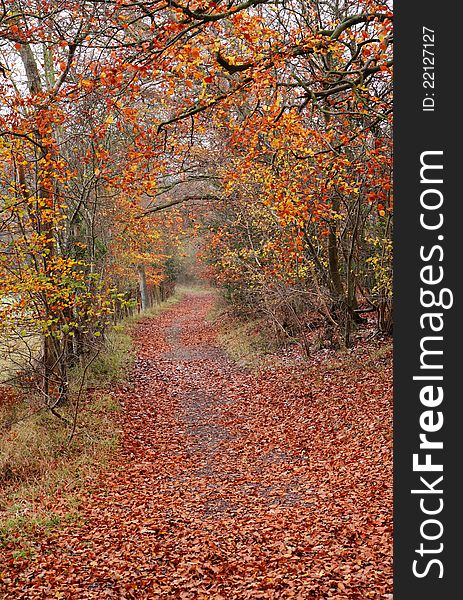 Late Autumn On An English Woodland Track