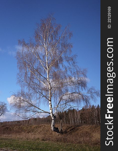 Tall naked birch, it's autumn