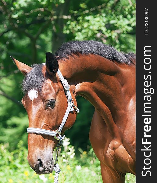 Portait Of Wonderful Glam Breed Mare