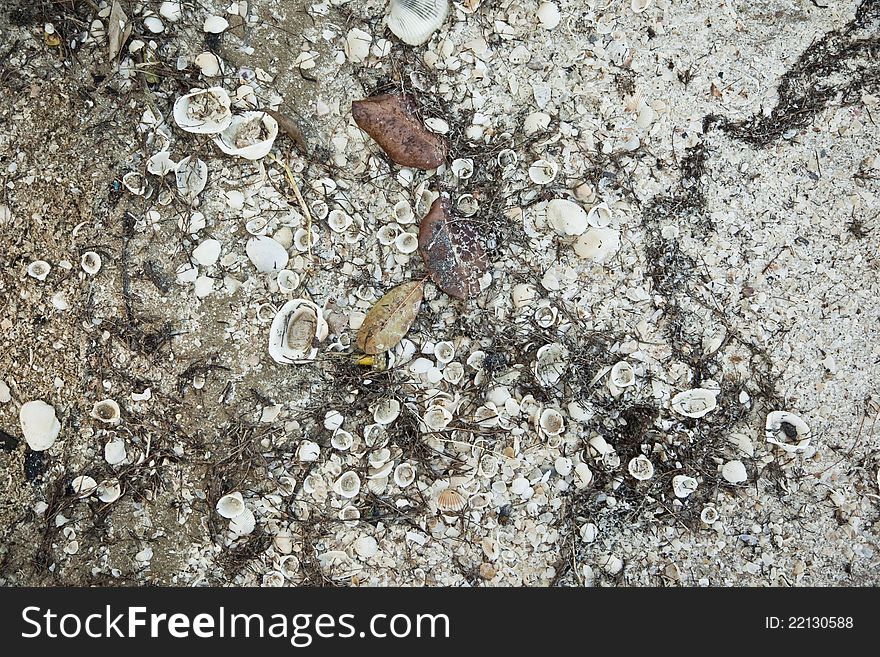 Background of the seashell sand beach abstraction, textura