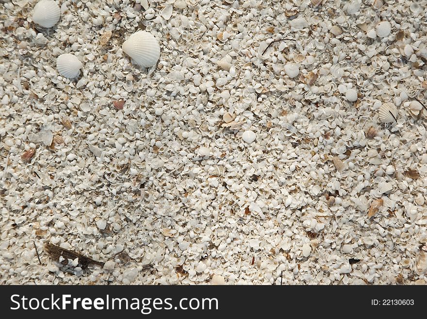 Background of the seashell sand beach abstraction, texture