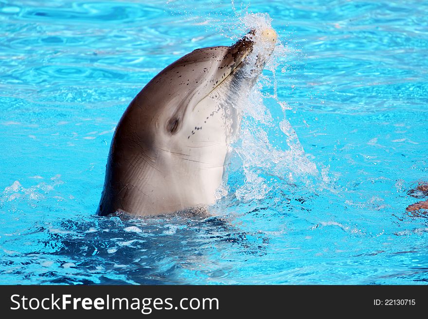 A playful dolphin splashing around