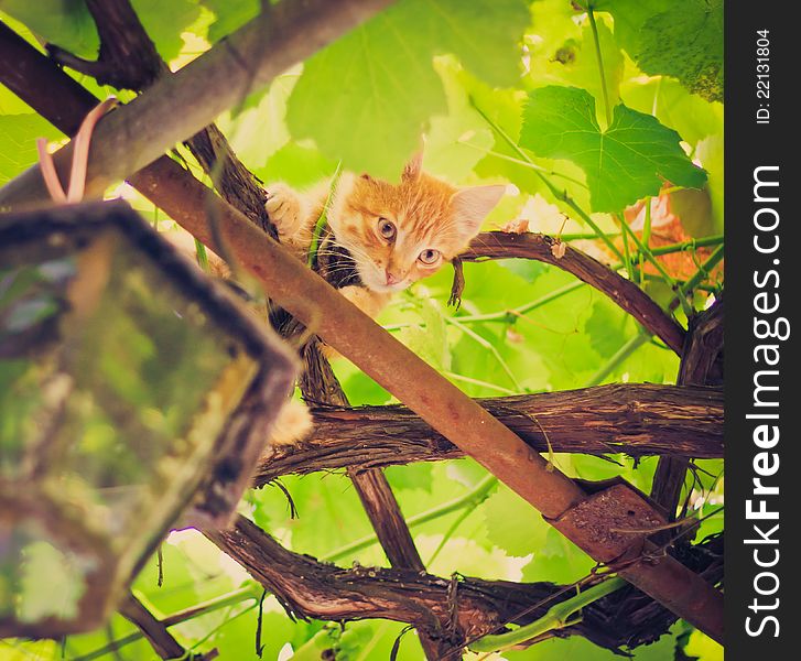 Young kitten sitting on branch outdoor shot at sunny day