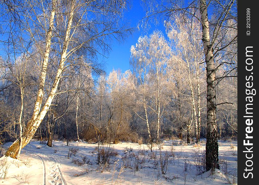 Winter landscape with traces of sledge and snow trees.