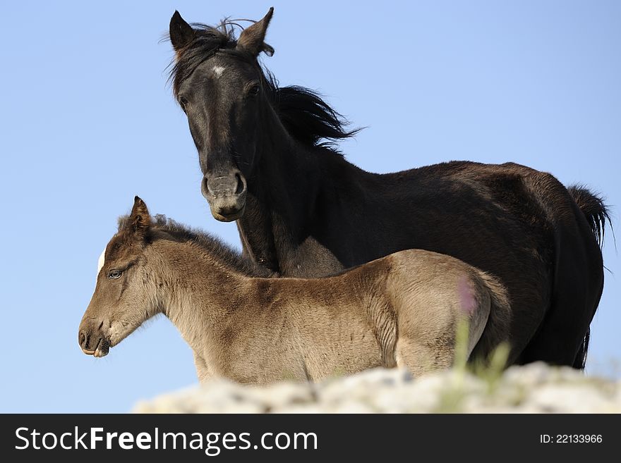 Pony di Esperia mother and son. Pony di Esperia mother and son