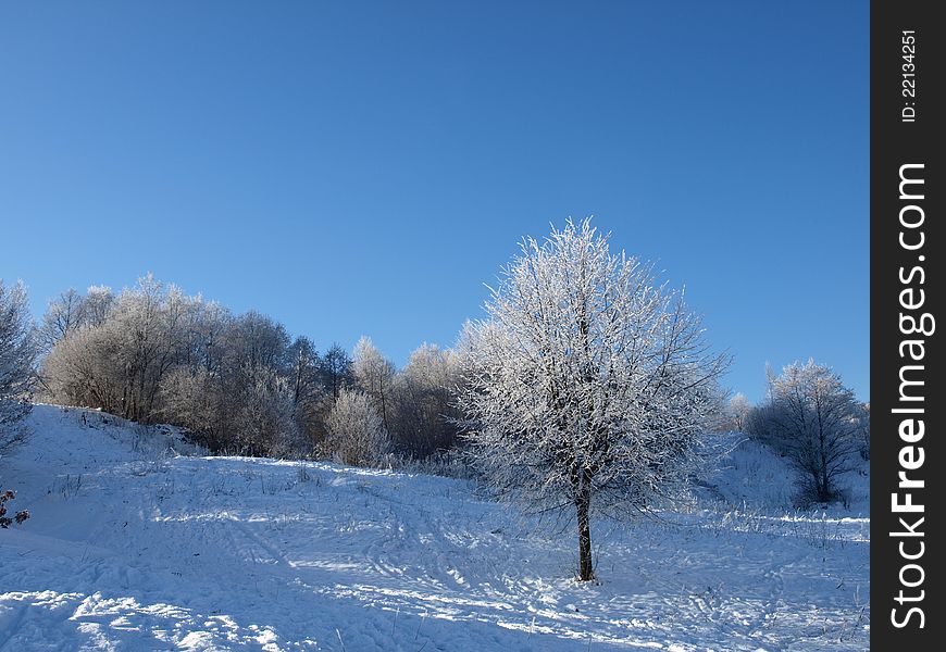 Lonely Winter Tree