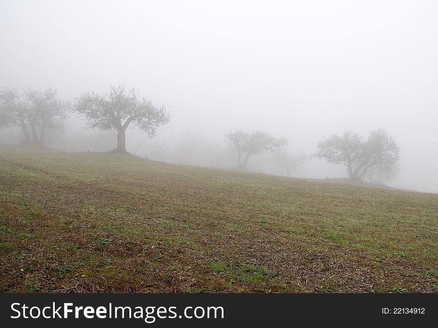 Olive groves isolated in the fog. Olive groves isolated in the fog