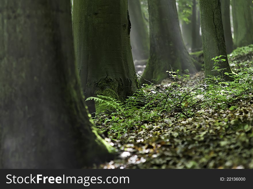 Closeup view of trees in the forest