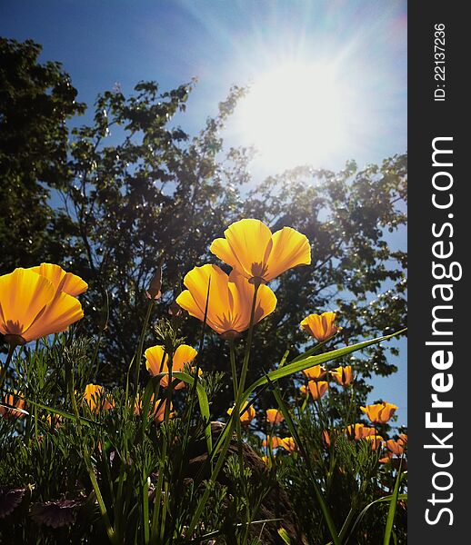 Orange California Poppy flowers growing toward the sun. Orange California Poppy flowers growing toward the sun.