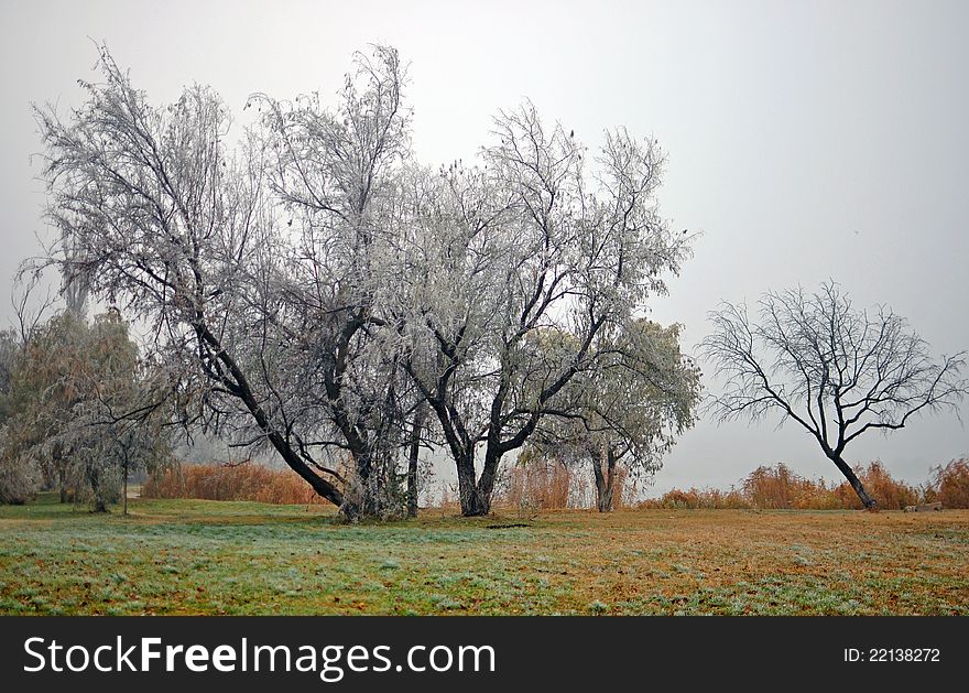 Fog on the meadow