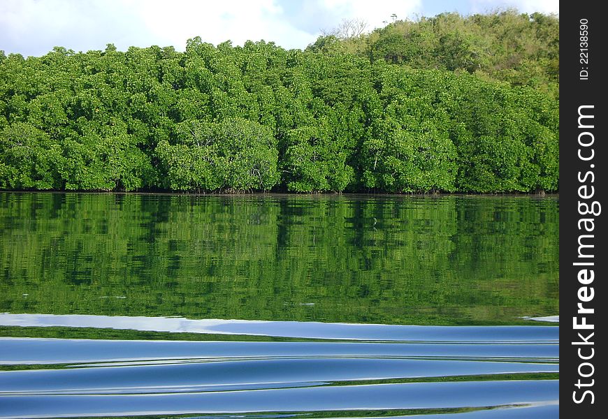Tropical mangrove forest in Palawan