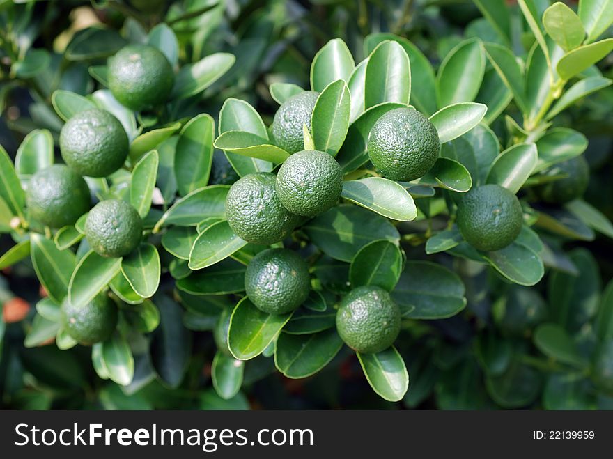 Closeup Citrus Microcarpa -lime In Herbs Garden